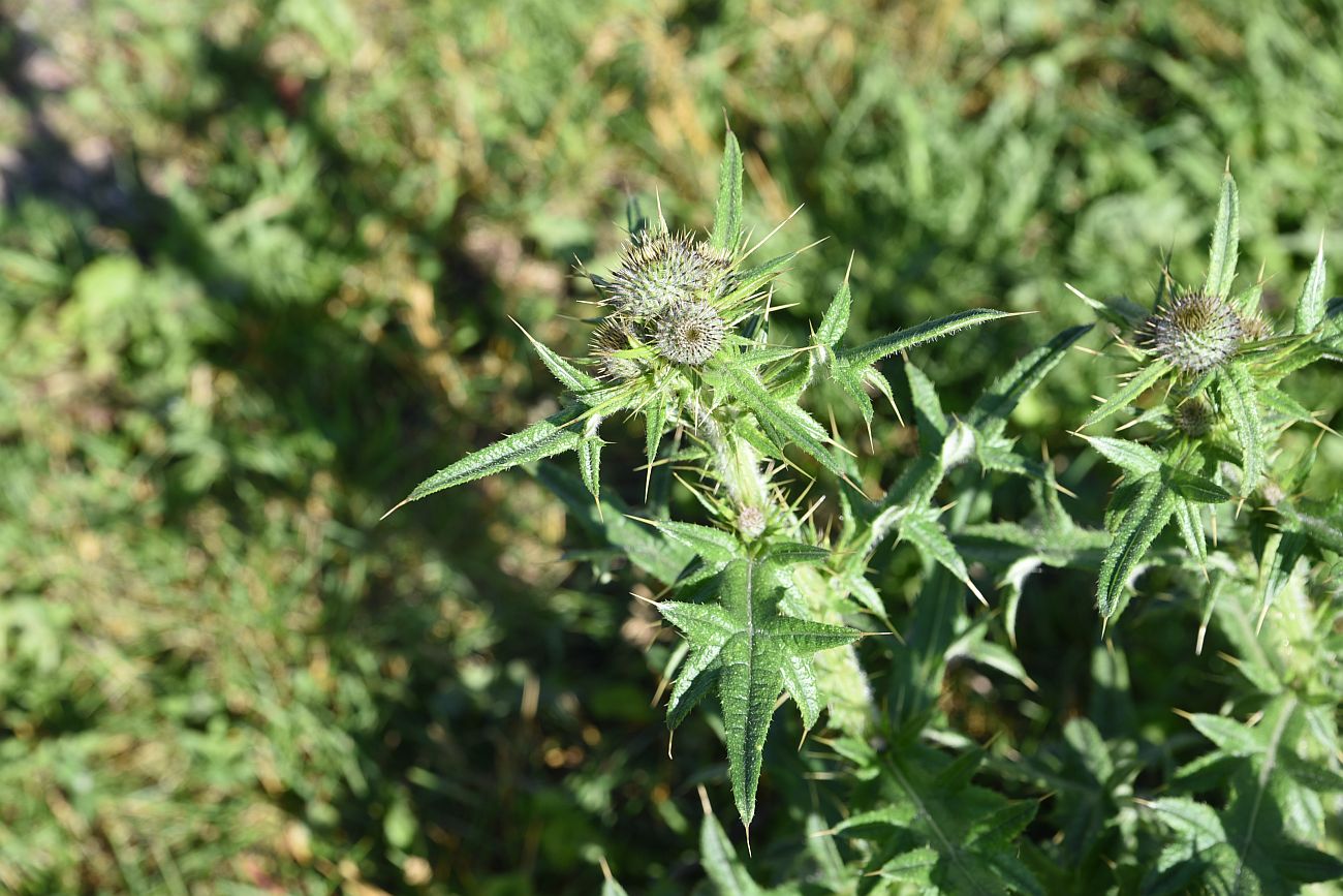 Image of Cirsium vulgare specimen.