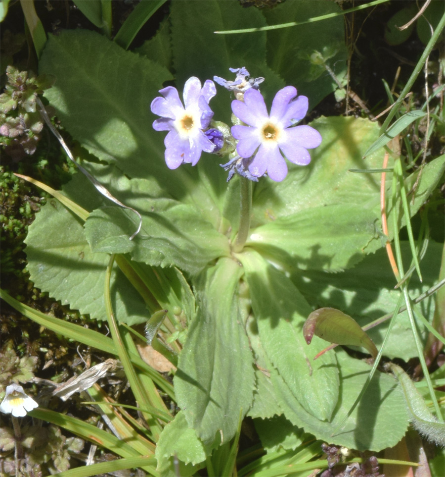 Изображение особи Primula algida.