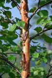 Betula pubescens. Часть ствола и основания ветвей. Красноярский край, Таймырский Долгано-Ненецкий р-н, плато Путорана, долина р. Иркингда, опушка смешанного леса. 24.07.2023.