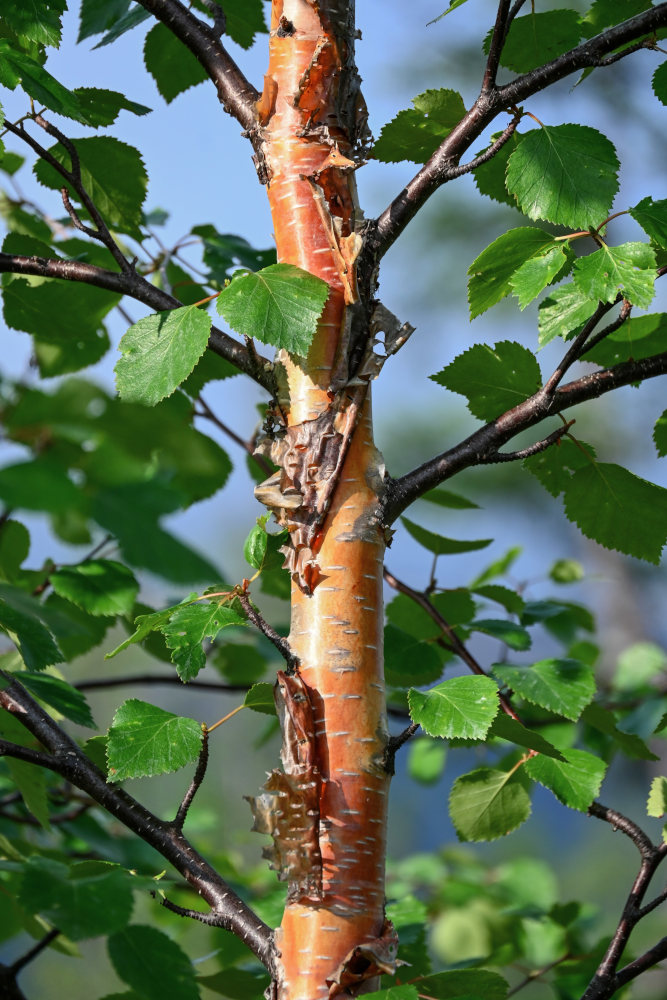 Изображение особи Betula pubescens.