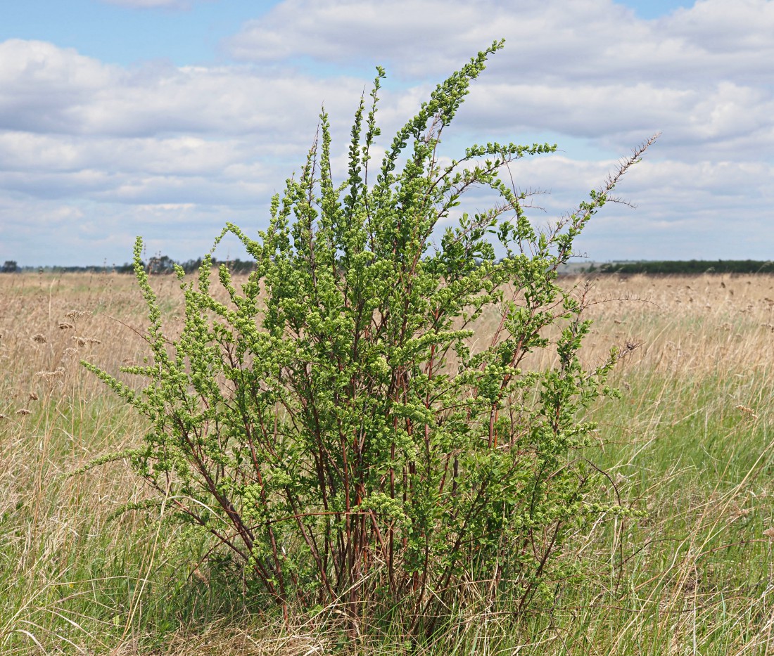 Изображение особи Spiraea crenata.