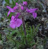 Pedicularis amoena. Цветущее растение. Читинская обл., Кыринский р-н, Сохондинский заповедник. 25.06.2004.