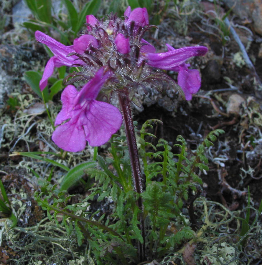 Image of Pedicularis amoena specimen.