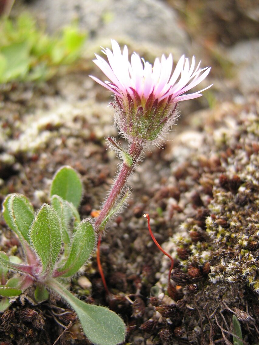 Image of Erigeron vichrenensis specimen.