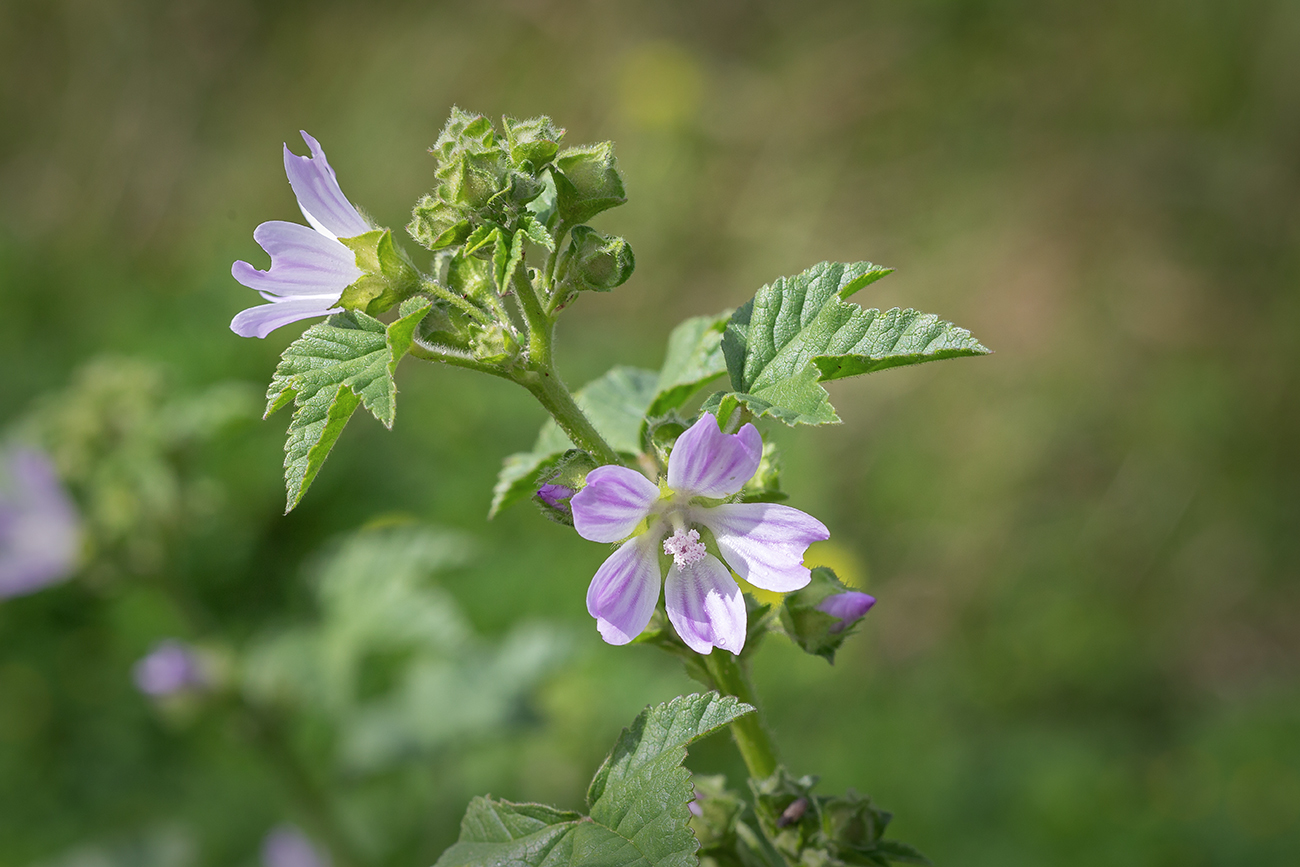 Image of Malva multiflora specimen.