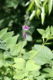 Смотреть изображение Galega orientalis