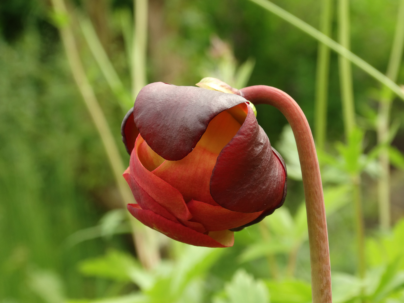 Изображение особи Sarracenia purpurea.