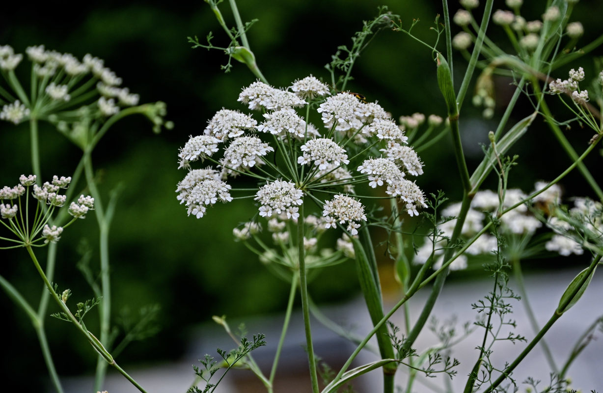 Изображение особи Astrodaucus orientalis.