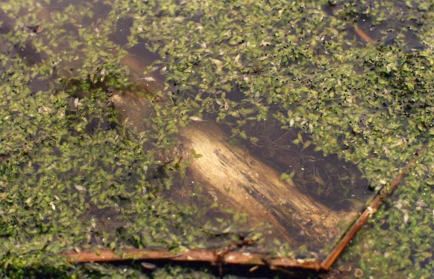 Image of Lemna trisulca specimen.