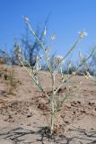 Launaea mucronata