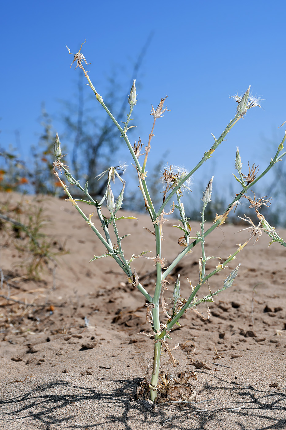 Image of Launaea mucronata specimen.