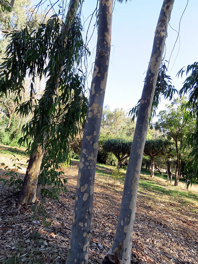 Image of Corymbia maculata specimen.