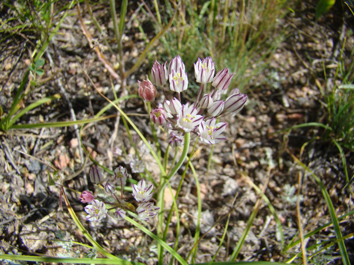 Image of Allium oreophiloides specimen.