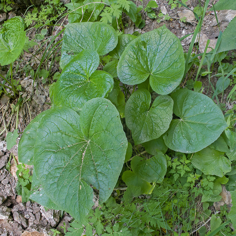 Image of Valeriana alliariifolia specimen.