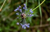 Allium caeruleum. Соцветие с цветками и луковичками. Оренбургская обл., Гайский гор. округ, Губерлинские горы, долина р. Губерля, луговой склон. 03.07.2023.