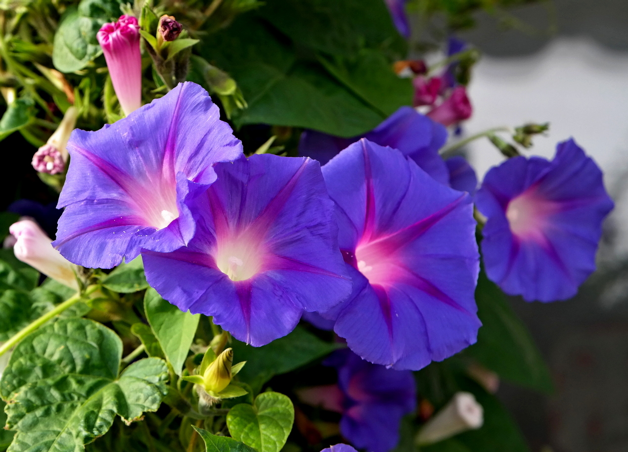 Изображение особи Ipomoea purpurea.