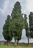 Cupressus sempervirens. Взрослые деревья. Грузия, Имеретия, г. Кутаиси, в культуре. 14.06.2023.