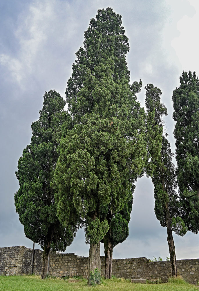 Image of Cupressus sempervirens specimen.