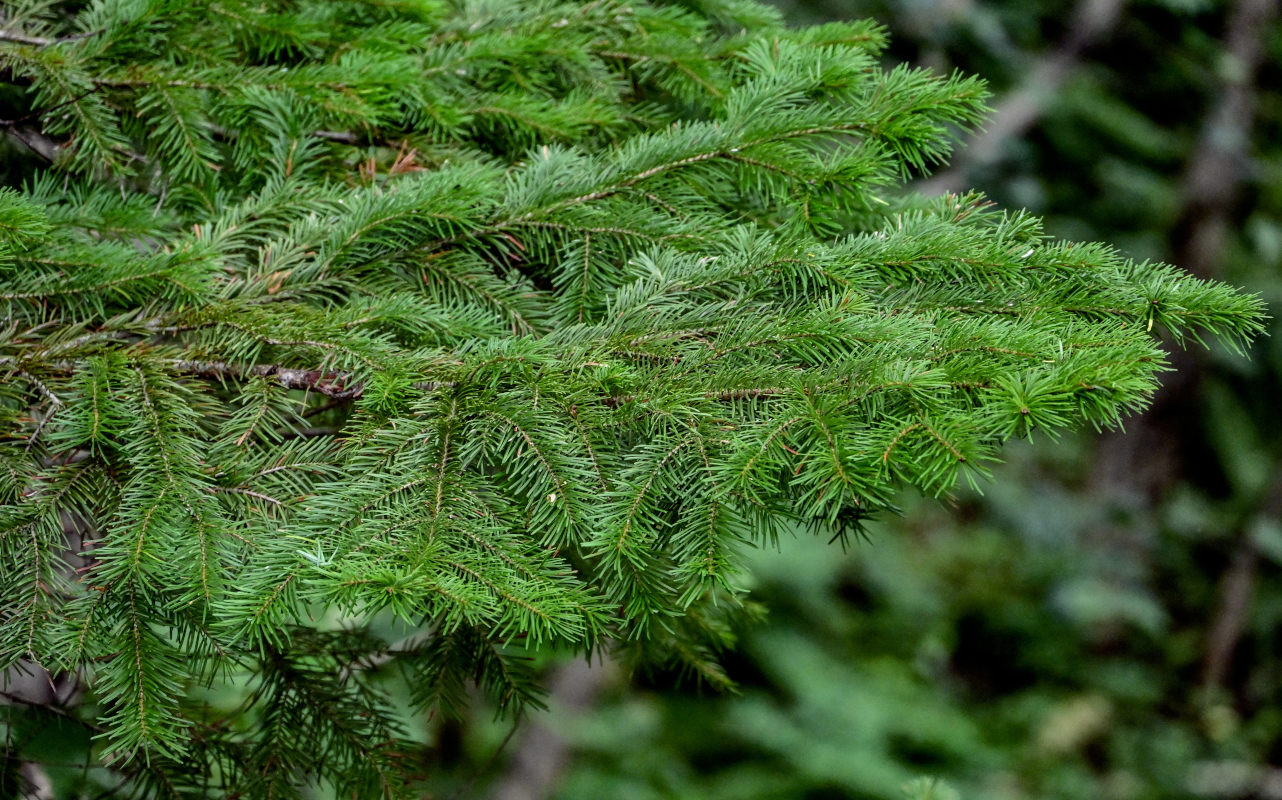 Изображение особи Abies sachalinensis.