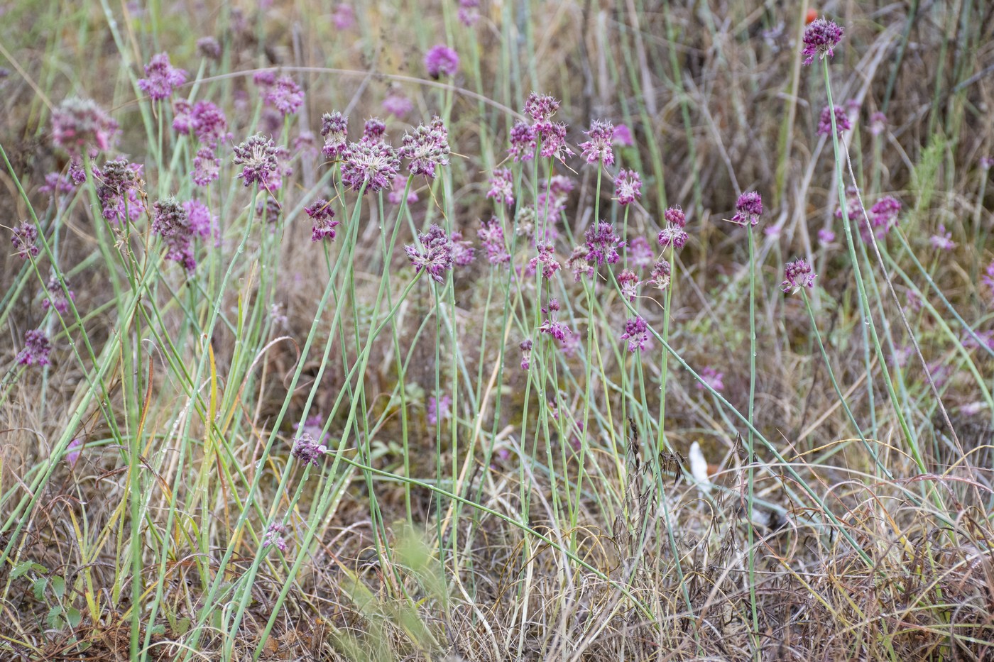 Image of Allium globosum specimen.