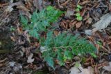 Asplenium adiantum-nigrum