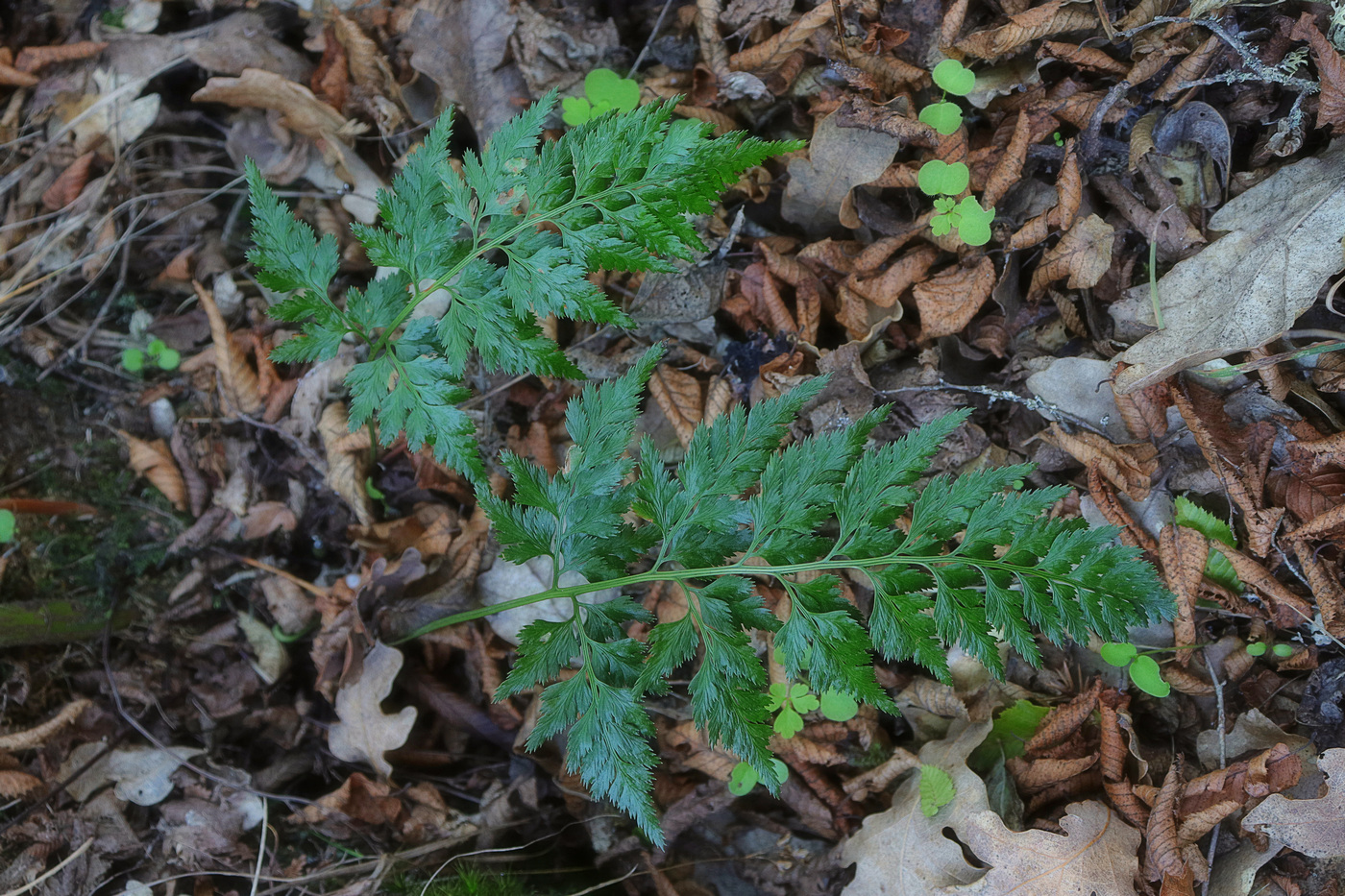 Изображение особи Asplenium adiantum-nigrum.