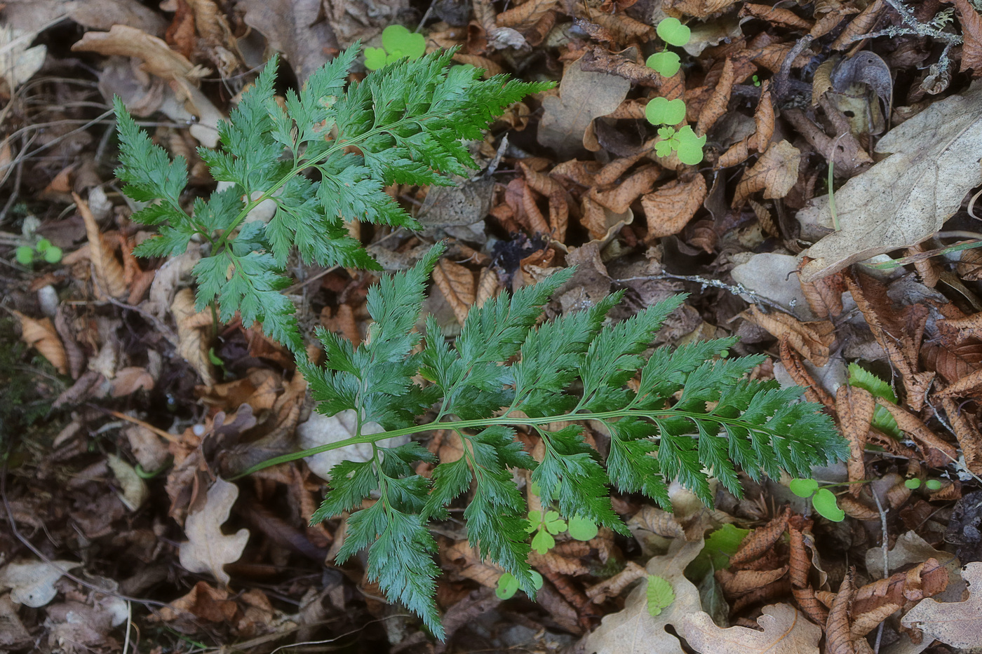 Изображение особи Asplenium adiantum-nigrum.