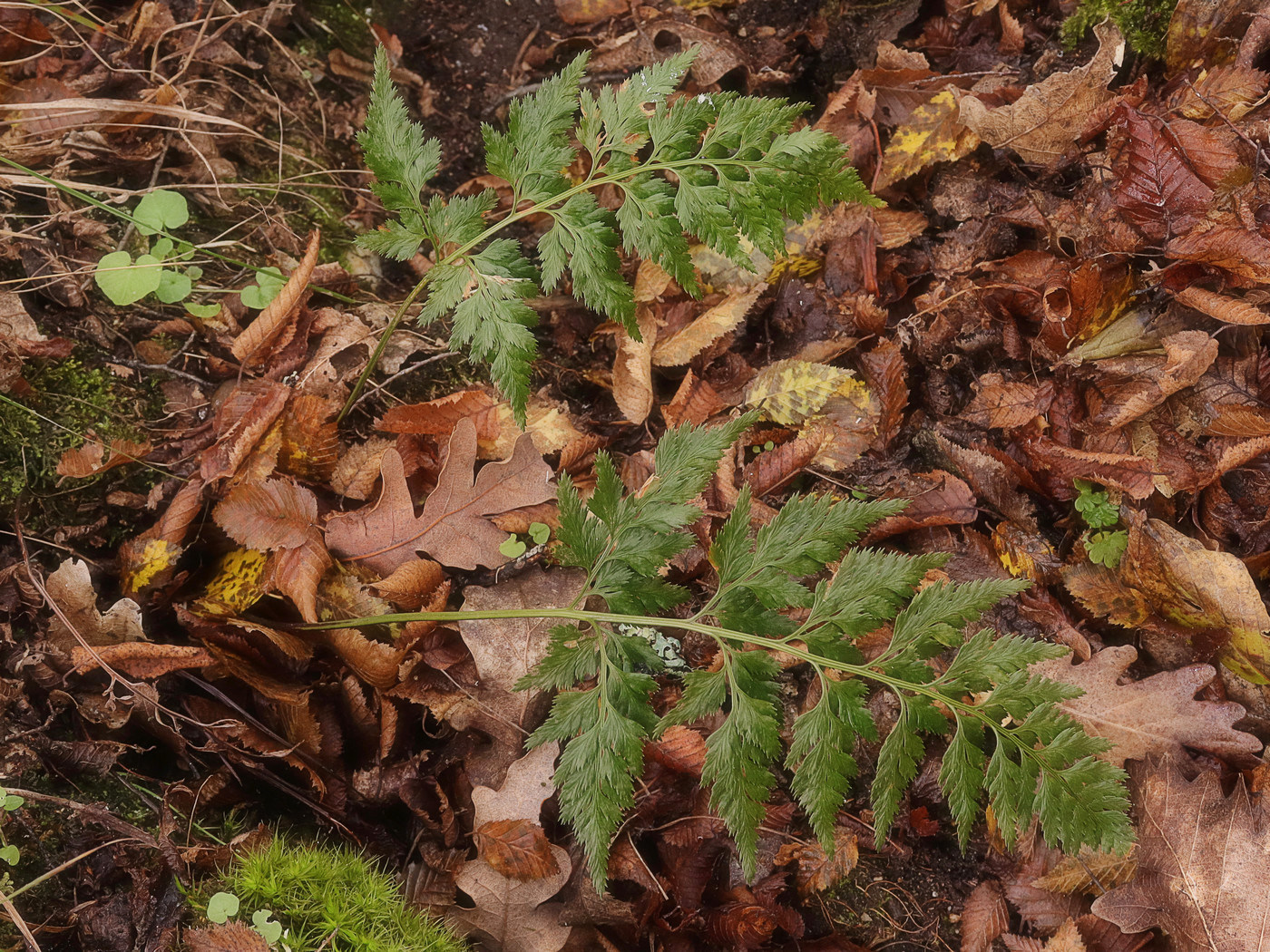 Изображение особи Asplenium adiantum-nigrum.