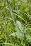 Tragopogon reticulatus. Средняя часть побега цветущего растения. Карачаево-Черкесия, Зеленчукский р-н, гора Джисса, ≈ 1600 м н.у.м., субальпийский луг. 14.06.2024.