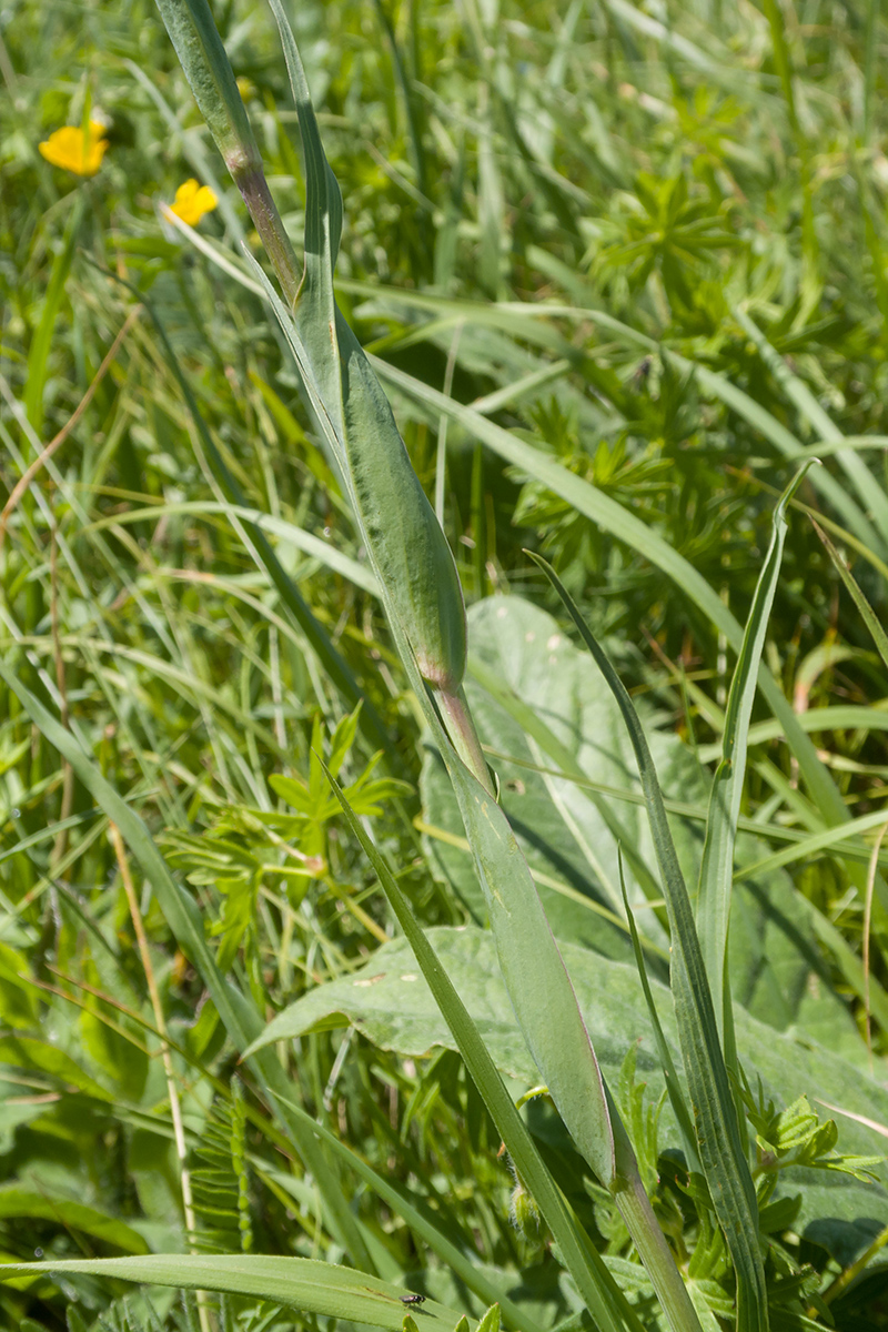 Изображение особи Tragopogon reticulatus.