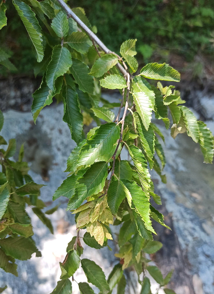 Изображение особи Carpinus orientalis.