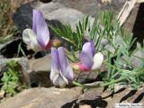 Vicia subvillosa. Побег с соцветием. Узбекистан, хребет Нуратау, Нуратинский заповедник, урочище Хаятсай. Середина апреля 2009 г.