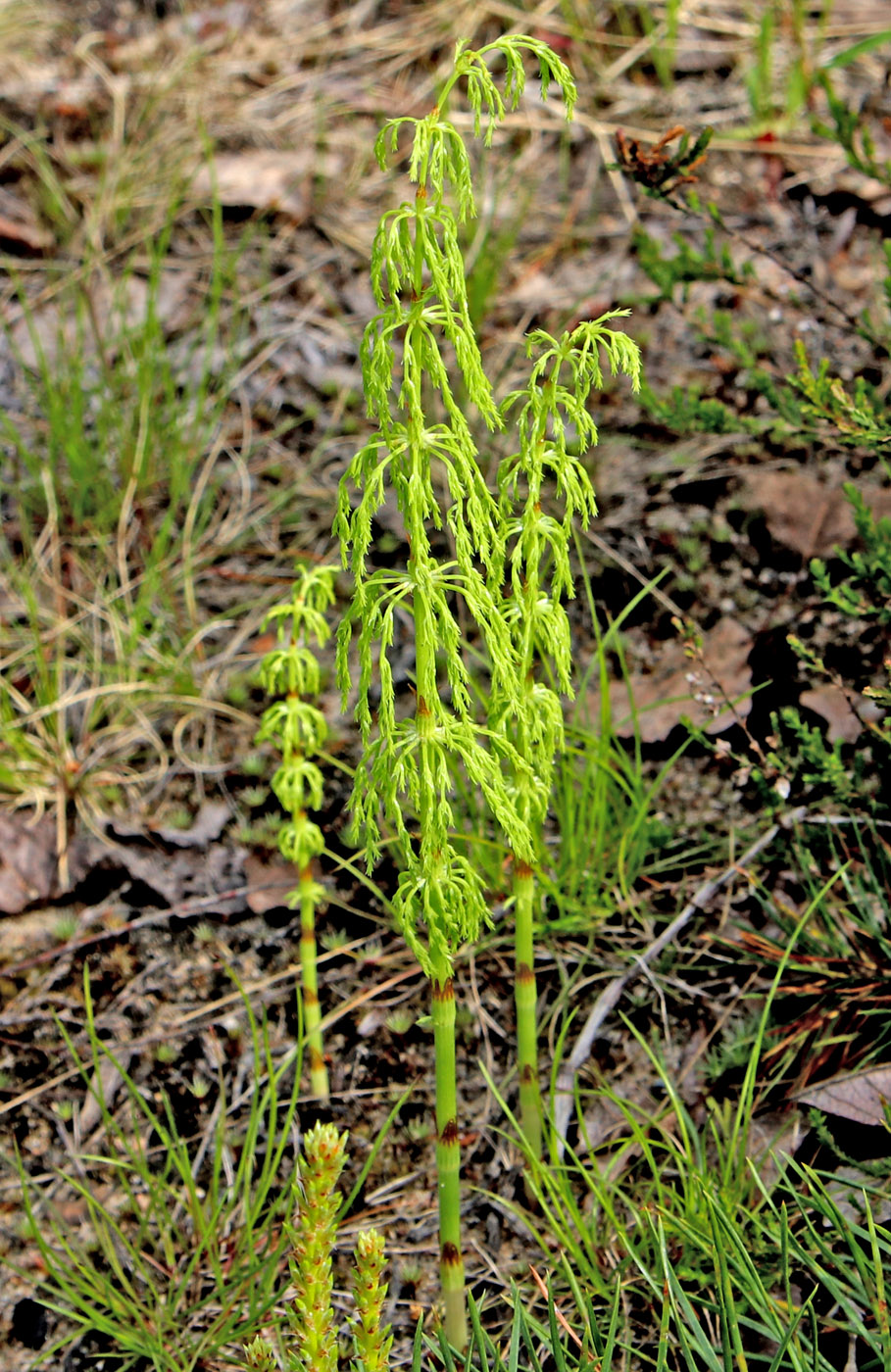 Image of Equisetum sylvaticum specimen.