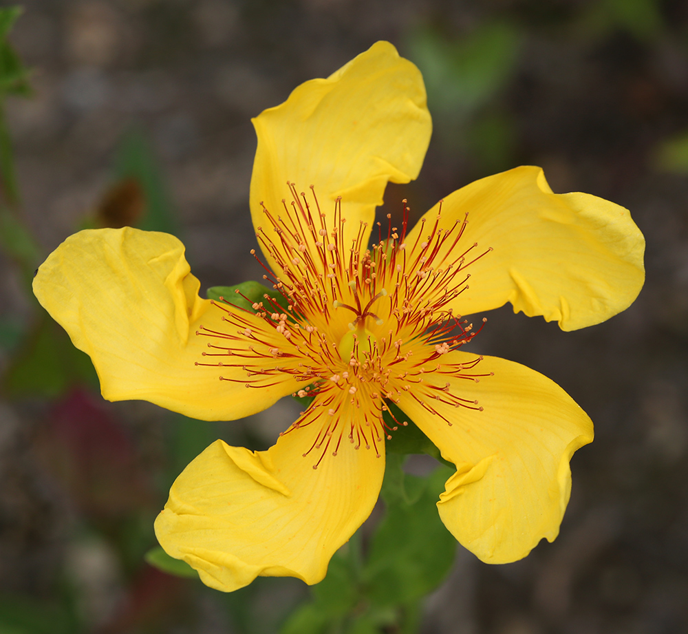 Image of Hypericum ascyron specimen.