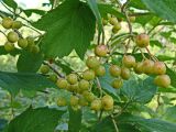 Viburnum sargentii. Соплодия с незрелыми плодами и листья. Хабаровский край, окр. г. Комсомольск-на-Амуре, дол. руч. Тёплый Ключ, опушка лиственного леса. 19.08.2024.