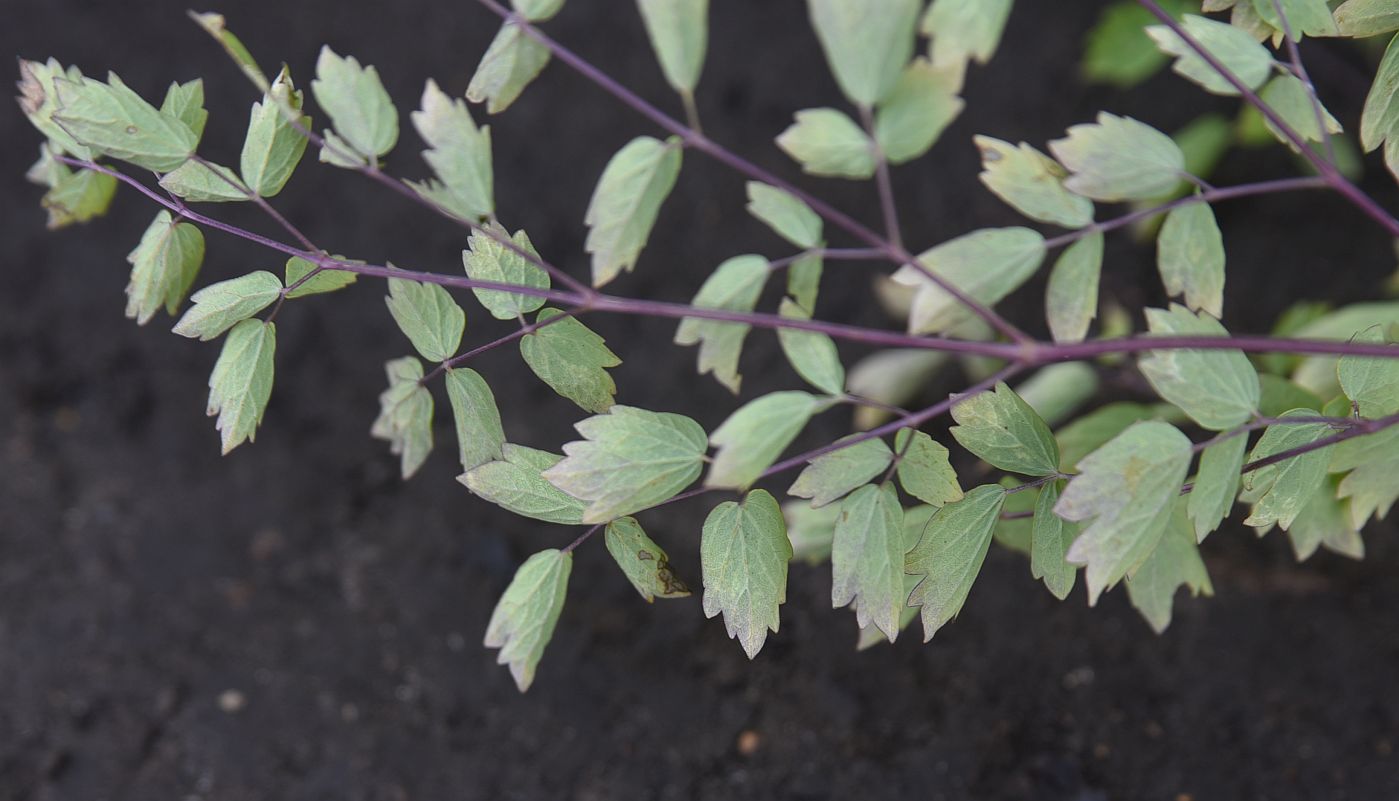 Image of genus Thalictrum specimen.