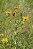 Inula salicina