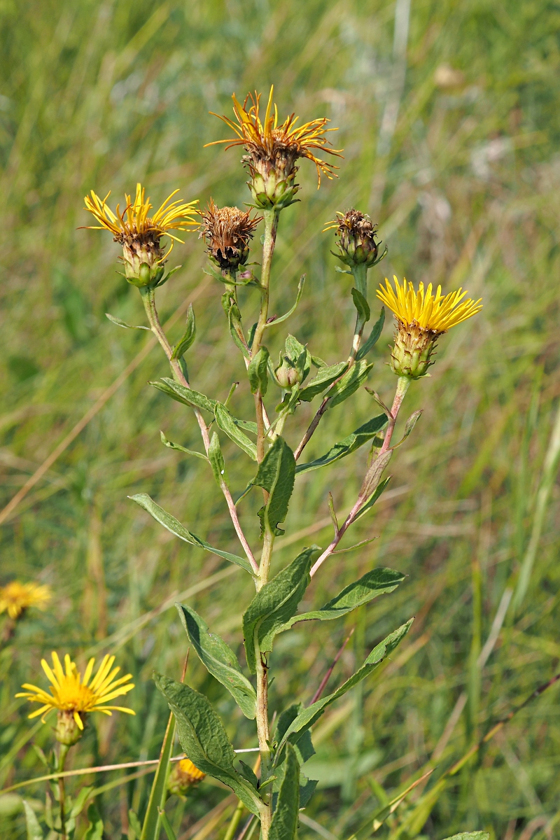 Image of Inula salicina specimen.