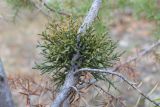 Arceuthobium oxycedri. Растение на ветви можжевельника (Juniperus deltoides). Крым, Севастополь, ур. Ласпи. 01.01.2025.