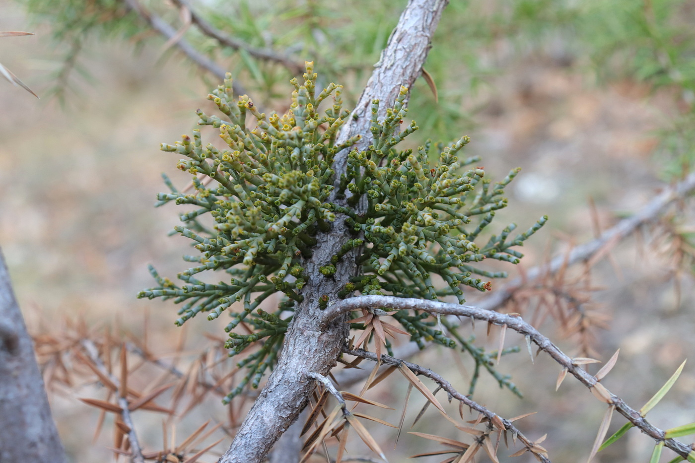 Image of Arceuthobium oxycedri specimen.