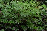 Fatsia japonica. Вегетирующие растения. Китай, провинция Хунань, гора Тяньмэнь, опушка смешанного леса. 09.06.2024.