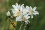 Achillea ptarmica