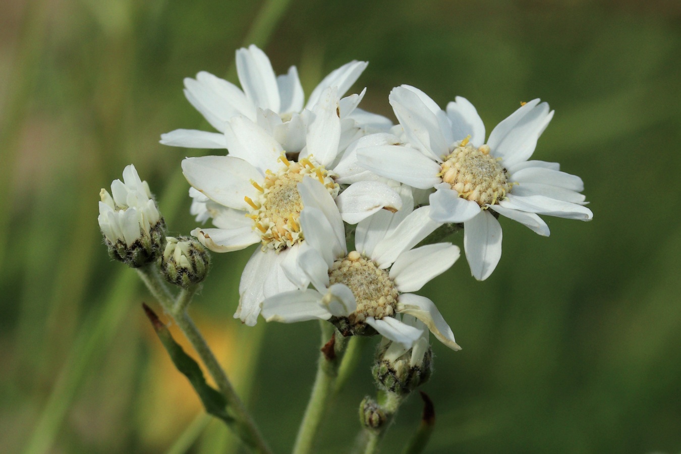 Изображение особи Achillea ptarmica.