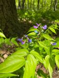 Lathyrus vernus