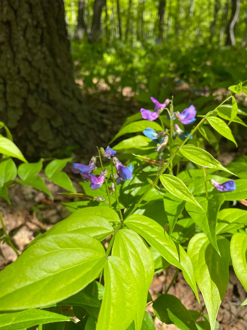 Изображение особи Lathyrus vernus.