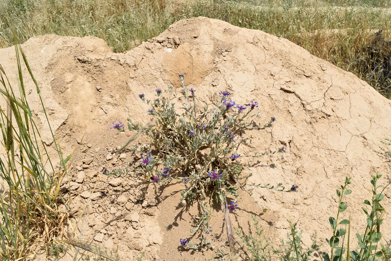 Изображение особи Centaurea depressa.