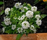 Lobularia maritima