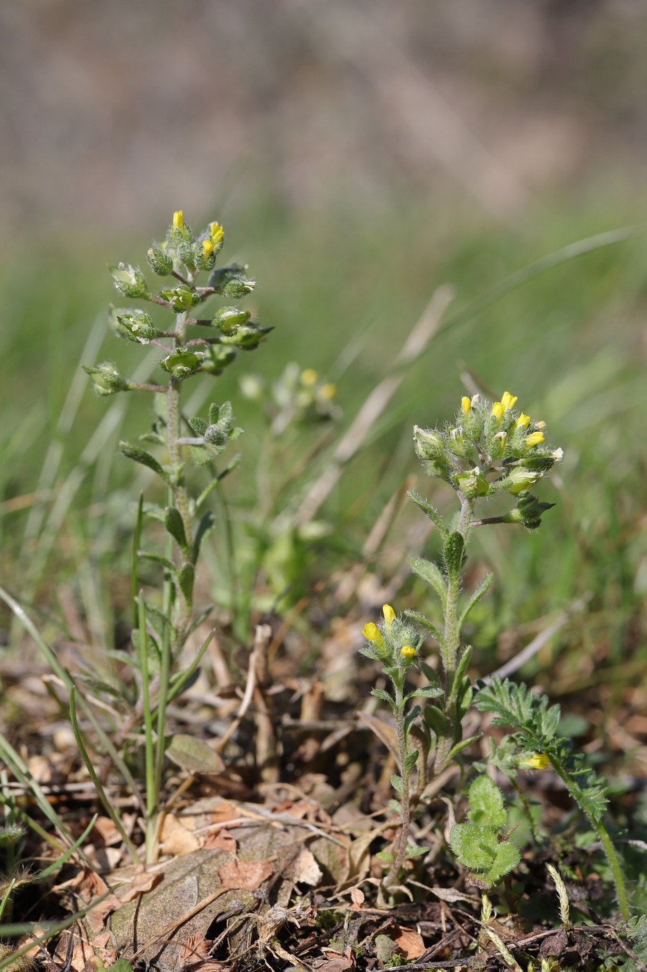 Изображение особи Alyssum minutum.
