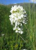 Silene roemeri