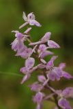 Смотреть изображение Orchis mascula